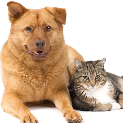 About Sanctuary Veterinary Hospital in Calgary, AB - Cat and Dog